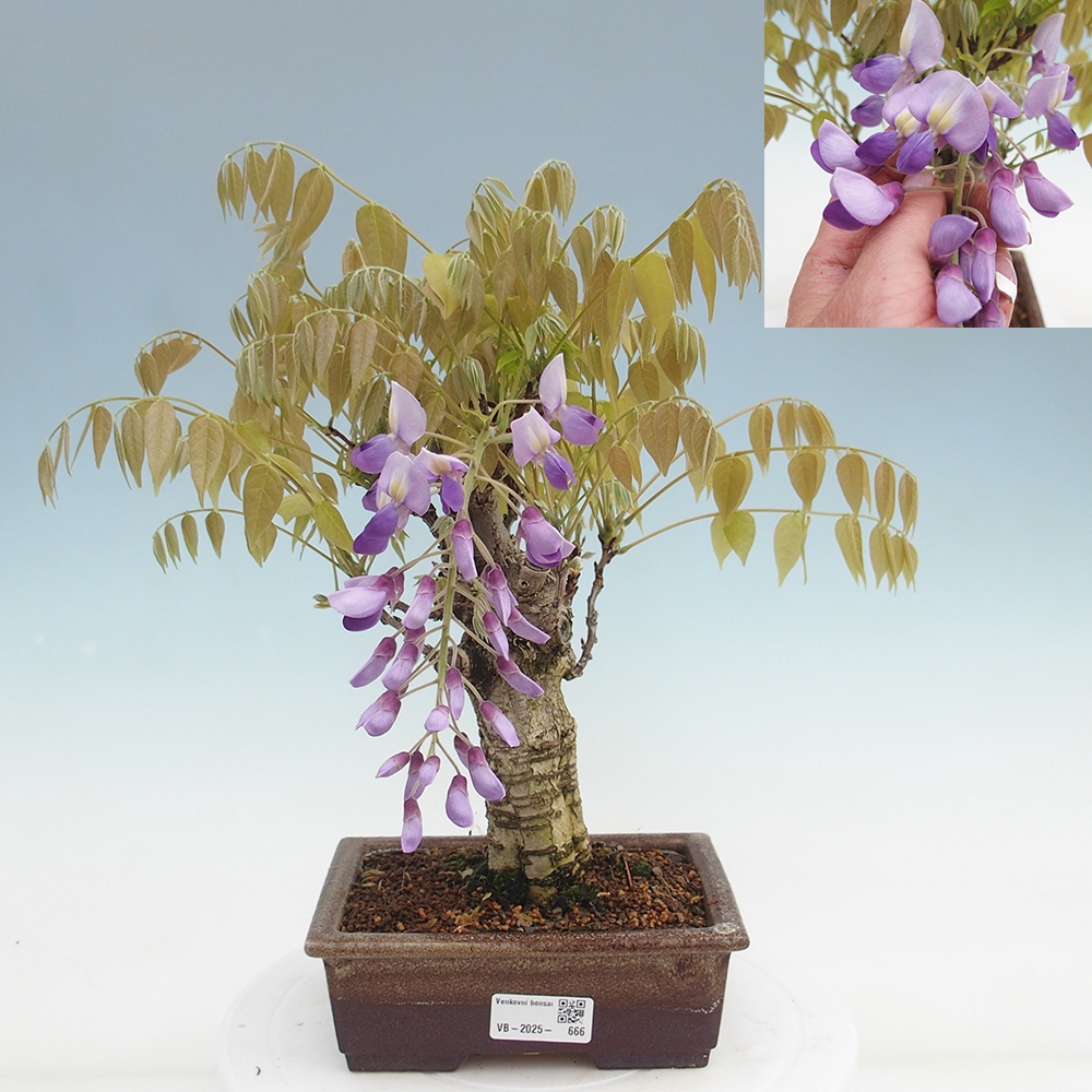 Kültéri bonsai - Wisteria floribunda