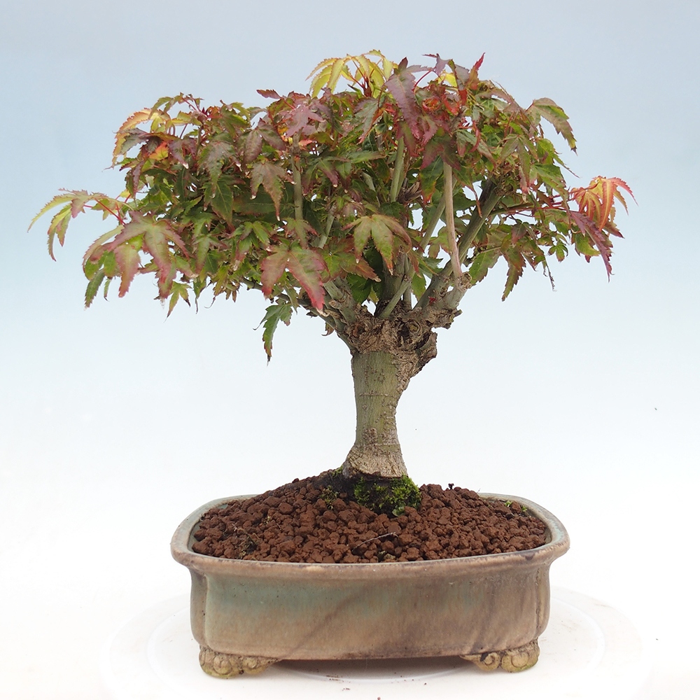 Acer palmatum KIOHIME - Pálma juhar