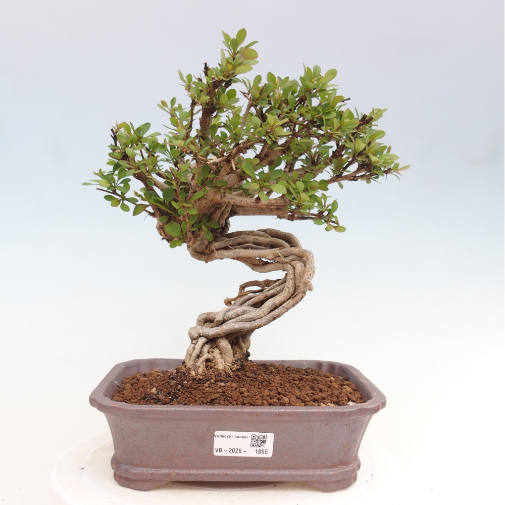 Kültéri bonsai - Berberis coreana