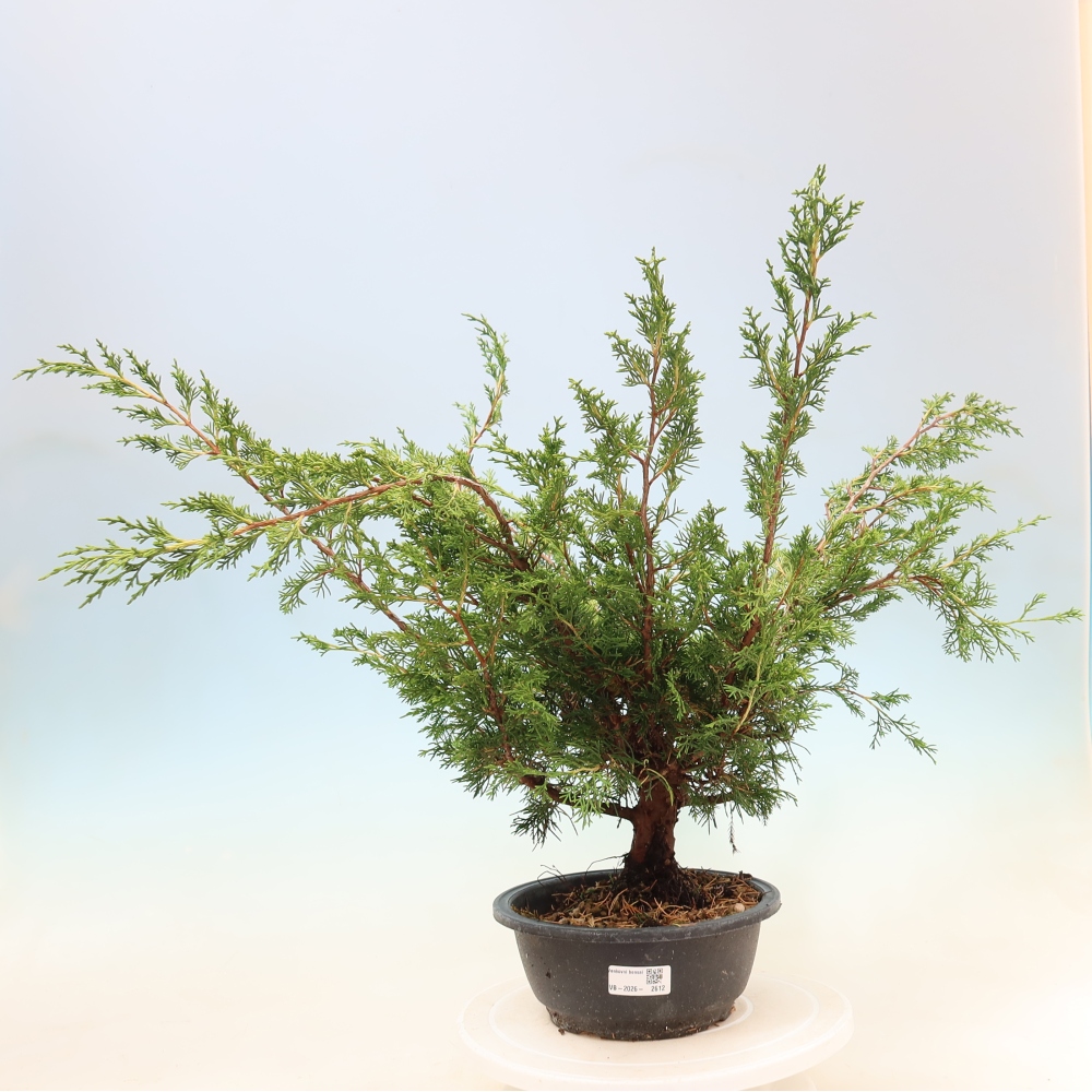 Kültéri bonsai - Juniperus chinensis Itoigawa