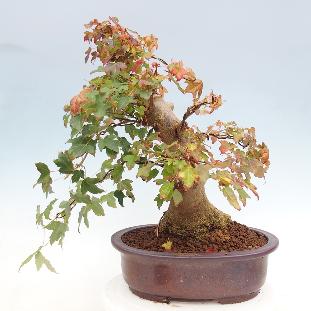 Kültéri bonsai - Acer Buergerianum - Burger juhar