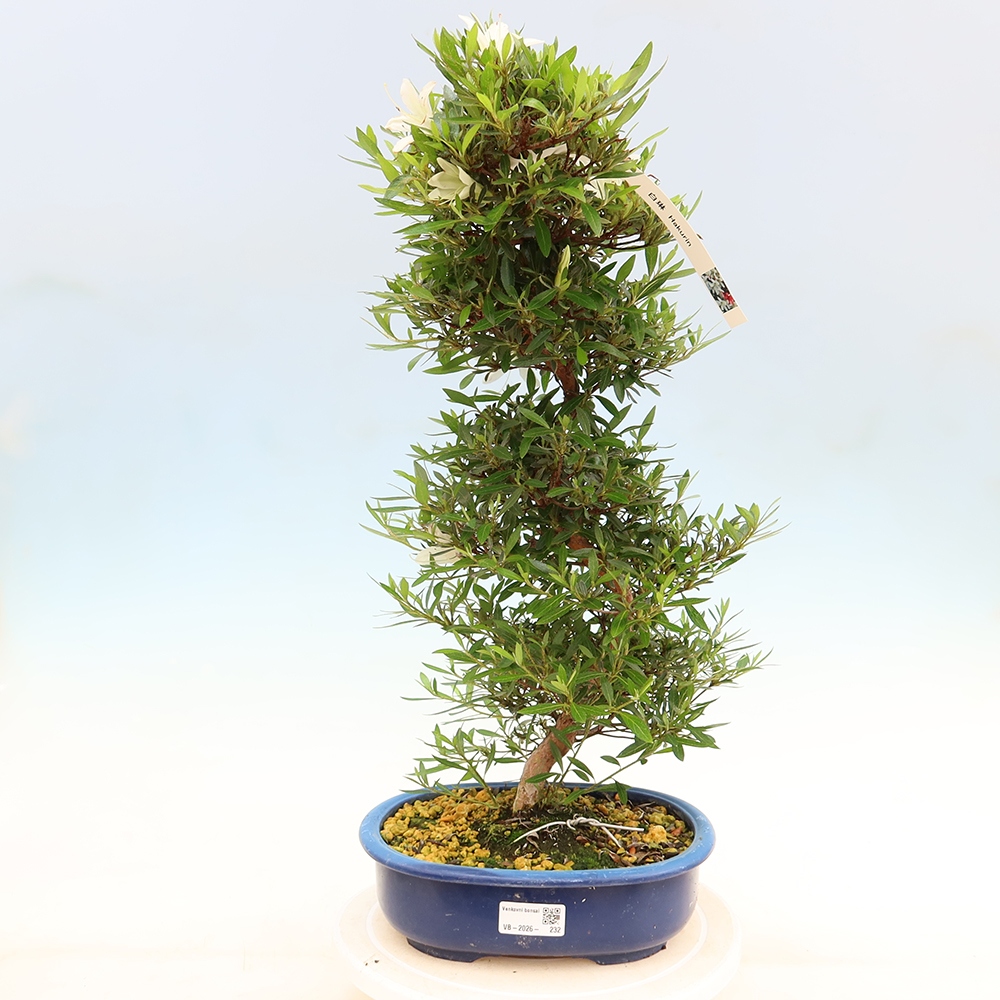 Kültéri bonsai - Japán azálea - Azalea Hakurin
