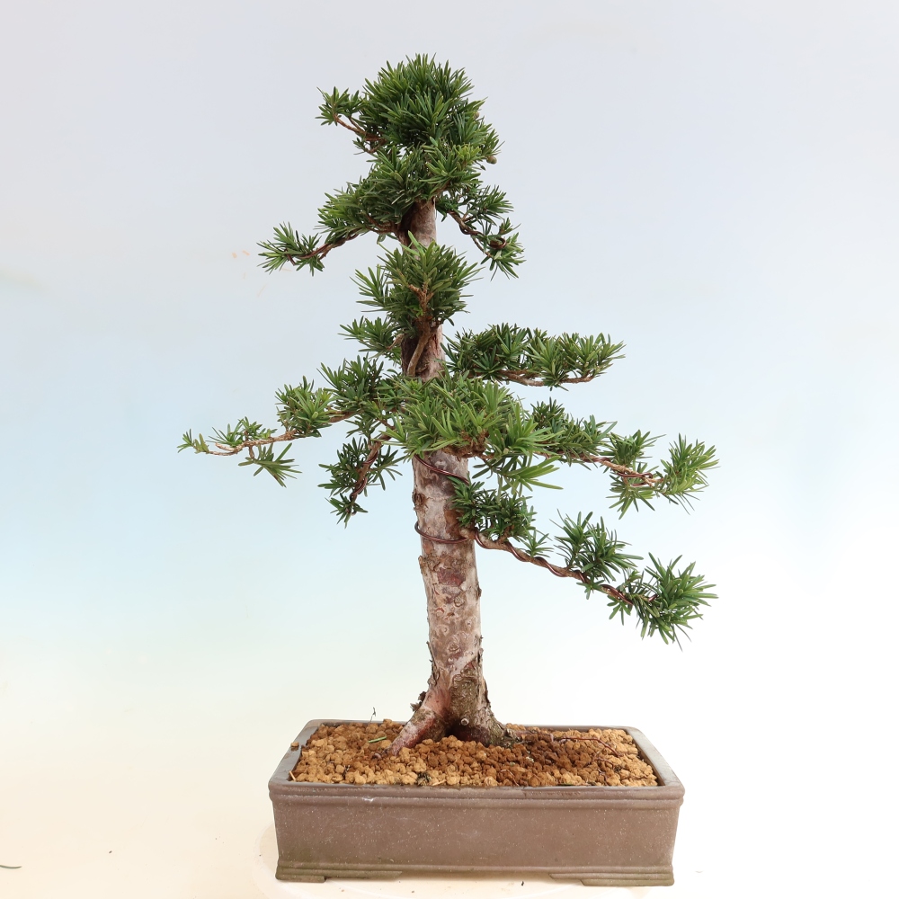 Kültéri bonsai - Taxus cuspidata - japán tiszafa
