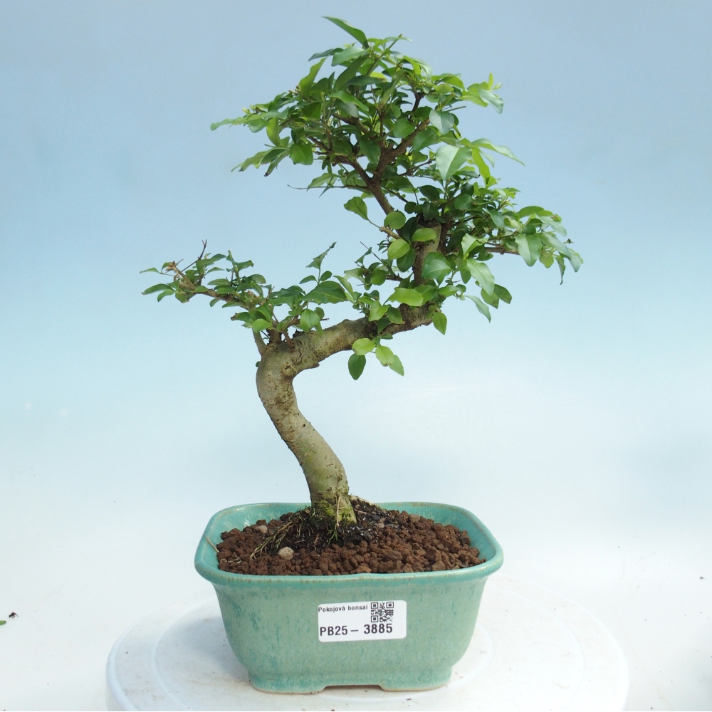 Szobai bonsai -Ligustrum chinensis - Madárcsőr