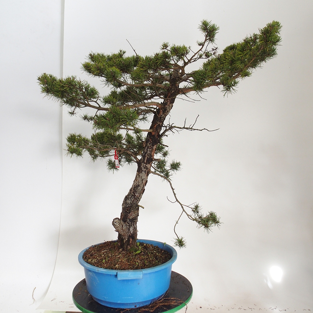 Yamadori - Pinus sylvestris Spanyolország