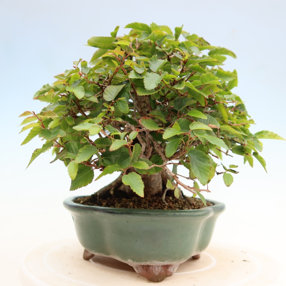 Kültéri bonsai -Carpinus Coreana - Koreai gyertyánfa