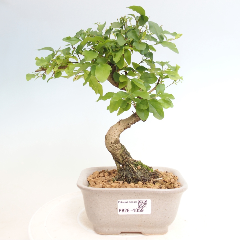 Szobai bonsai -Ligustrum chinensis - Madárcsőr