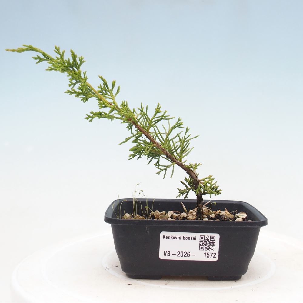 Kültéri bonsai - Juniperus chinensis Itoigawa