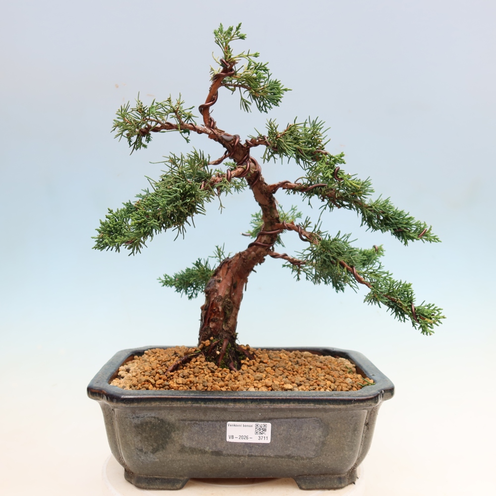 Kültéri bonsai - Juniperus chinensis Kishu