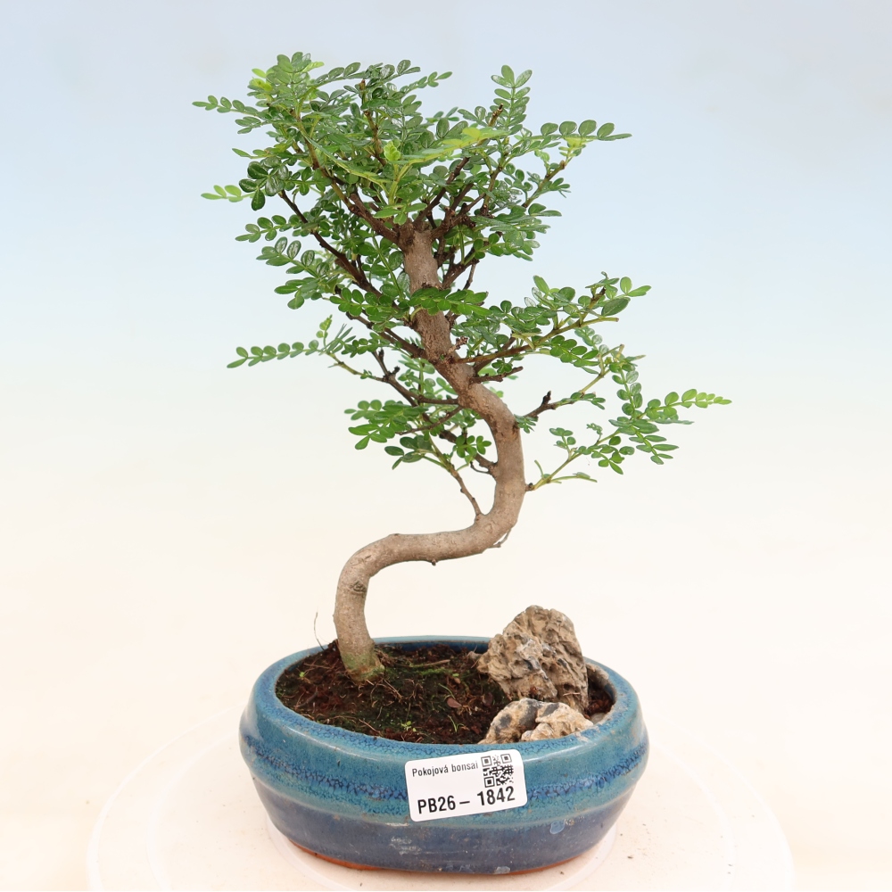 Szobai bonsai - Zantoxylum piperitum - borsfa