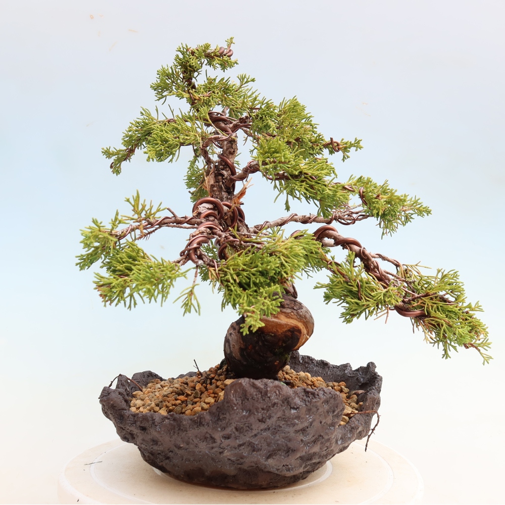 Kültéri bonsai - Juniperus chinensis Itoigawa-Juniperus chinensis