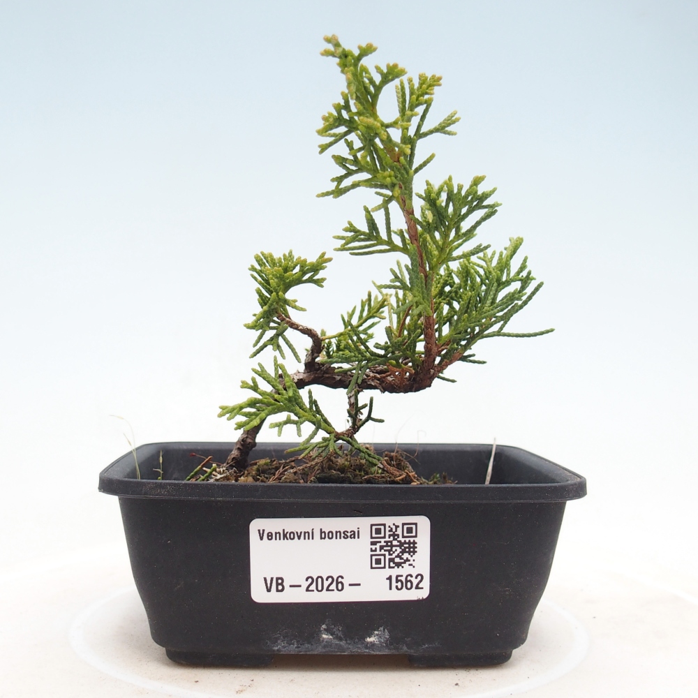 Kültéri bonsai - Juniperus chinensis Itoigawa