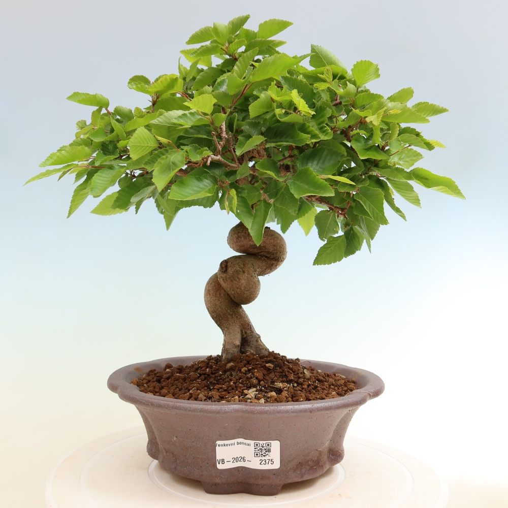 Kültéri bonsai -Carpinus Coreana - Koreai gyertyánfa