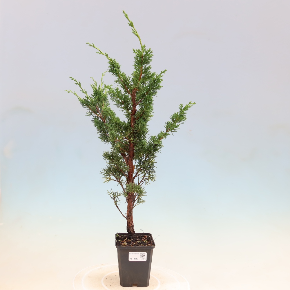 Kültéri bonsai - Juniperus chinensis Kishu