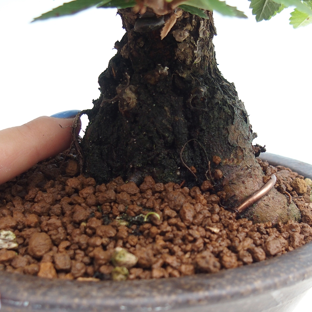 Kültéri bonsai - Zelkova - Zelkova NIRE