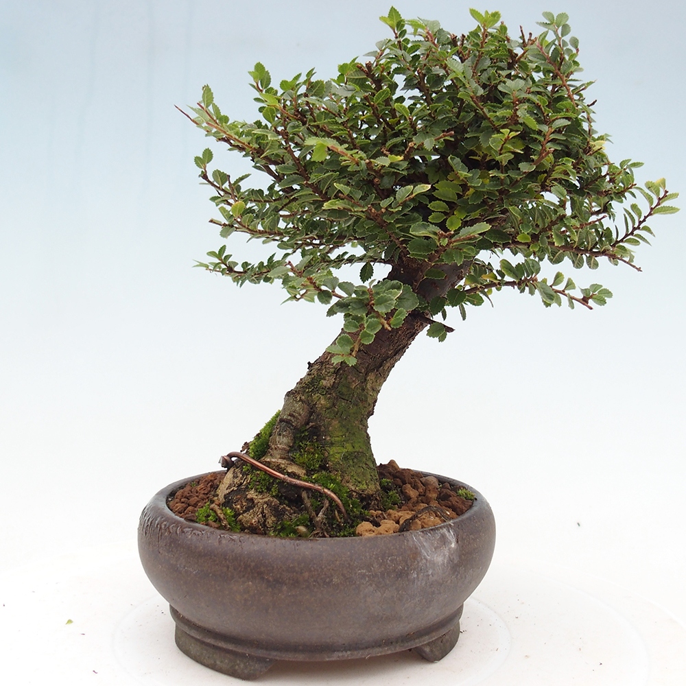 Kültéri bonsai - Ulmus parvifolia Hokkaido - Kínai szil - Ulmus parvifolia Hokkaido