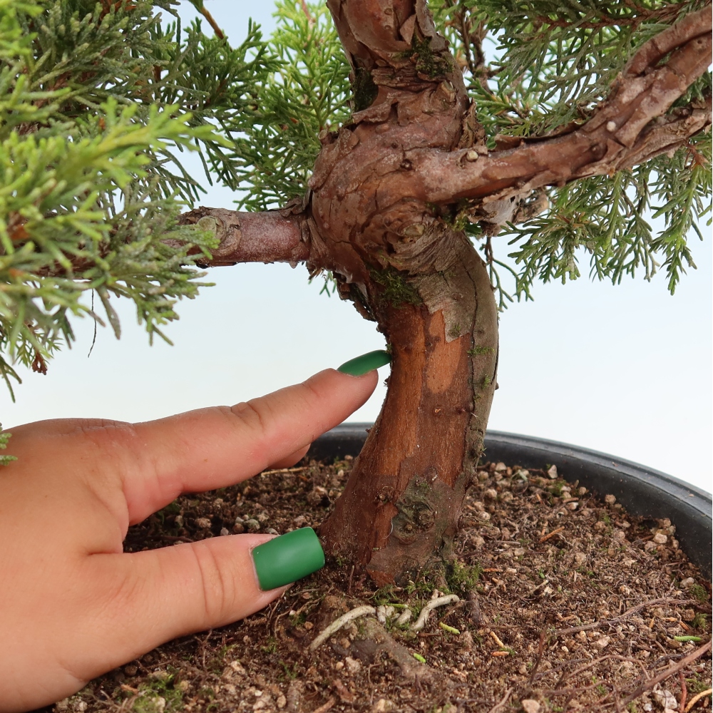 Kültéri bonsai - Juniperus chinensis Itoigawa-Juniperus chinensis