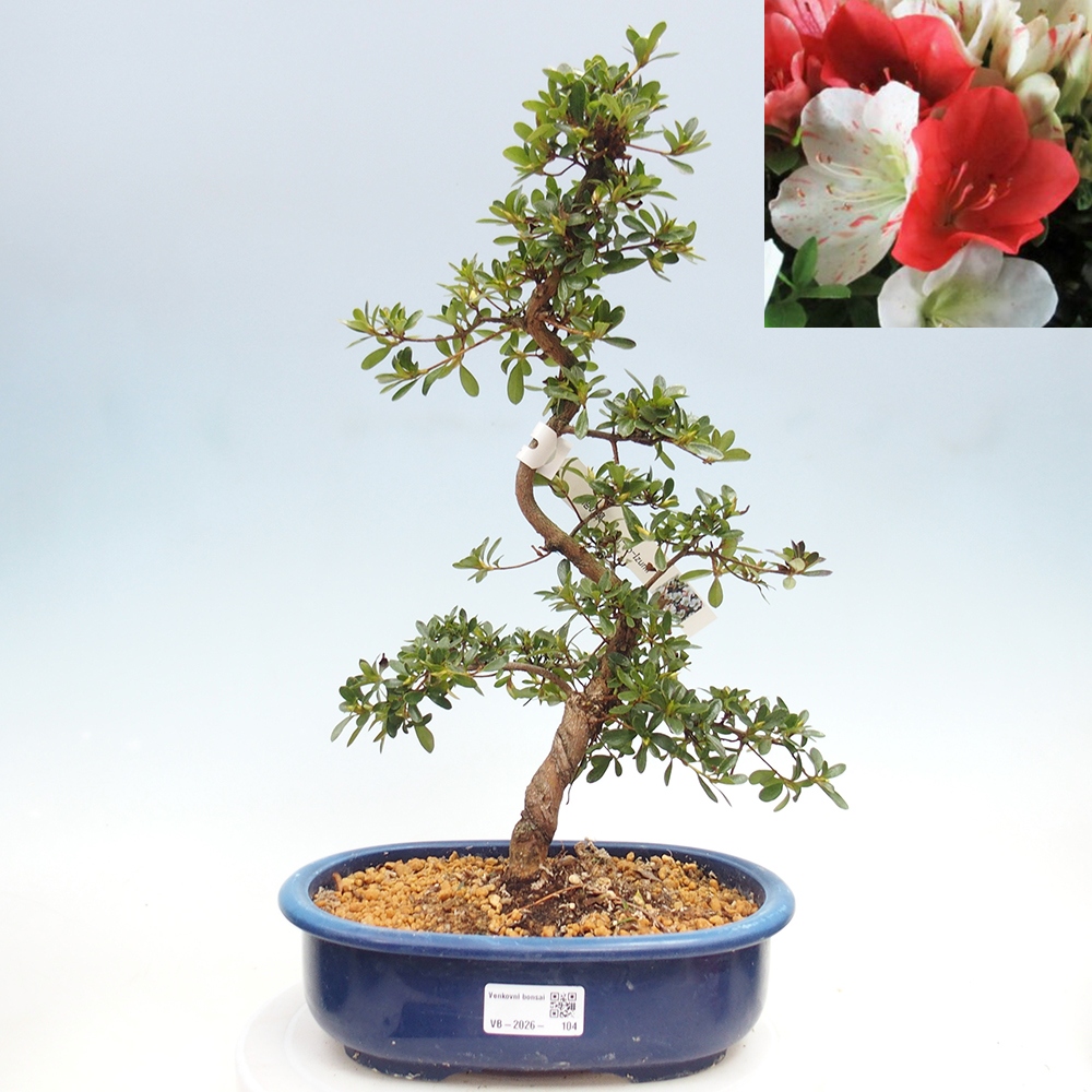 Kültéri bonsai - Japán azálea - Azálea Asahi-no-izumi