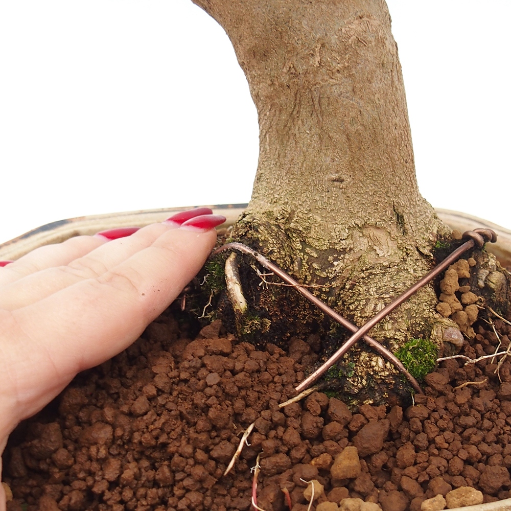 Kültéri bonsai - Acer Buergerianum - Burger juhar