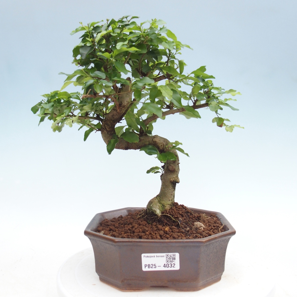 Szobai bonsai -Ligustrum chinensis - Madárcsőr