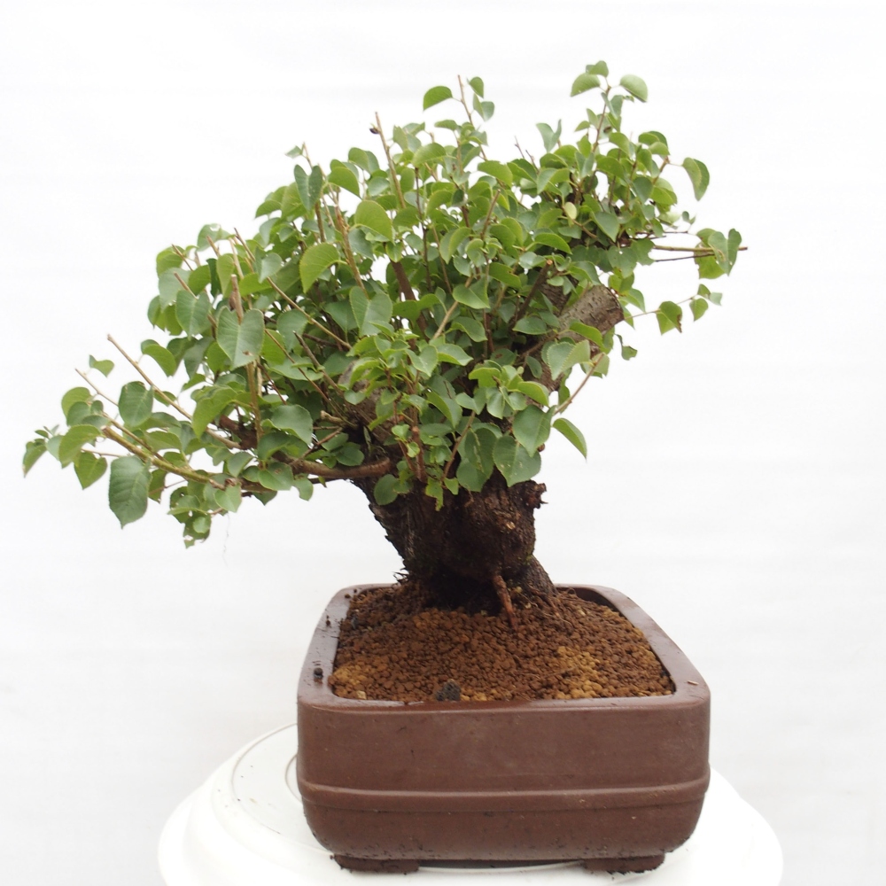Kültéri bonsai - Mahalebka - Prunus mahaleb - Prunus mahaleb