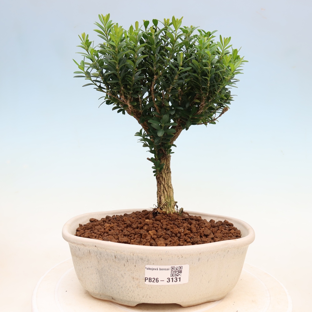 Szobai bonsai - Buxus harlandii - parafa buxus