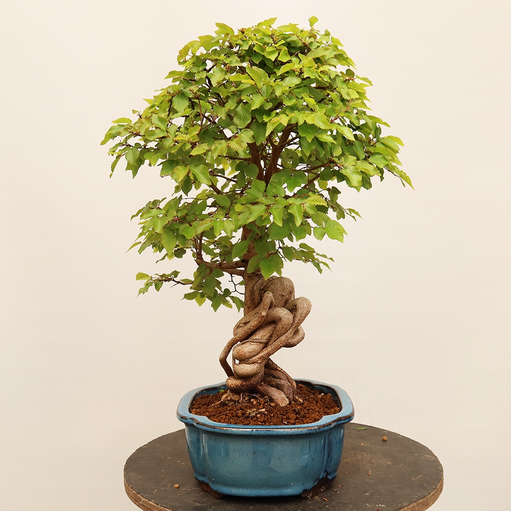Kültéri bonsai -Carpinus Coreana - Koreai gyertyánfa