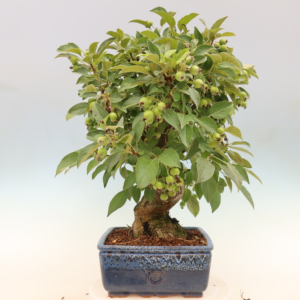 Kültéri bonsai -Malus halliana - Kis gyümölcsű almafa