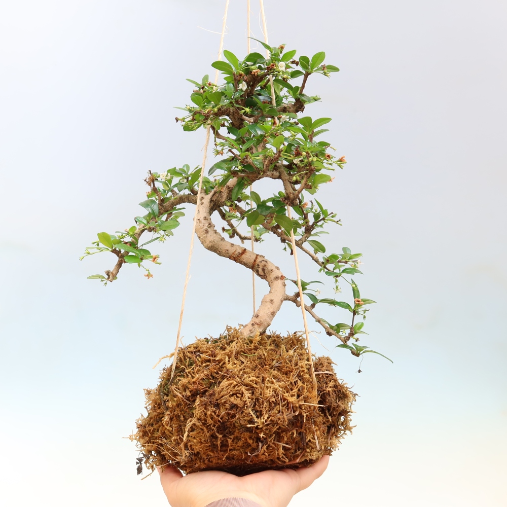 Kokedama kerámiában - Tea-fuki - Carmona macrophylla