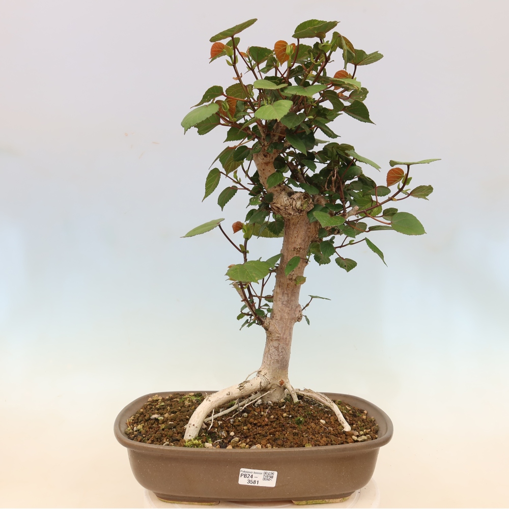 Beltéri bonsai - Hibiscus tiliaceus - tengeri hibiszkusz