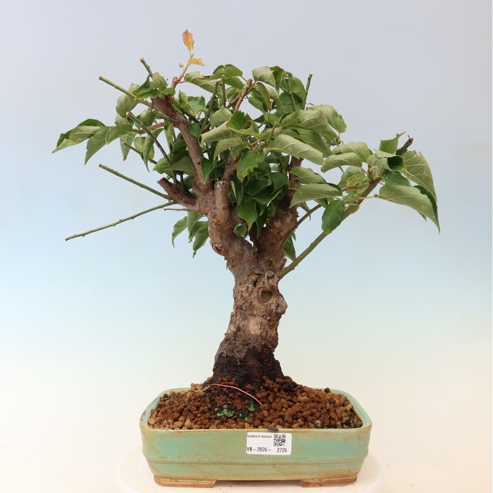 Kültéri bonsai – Japán barack – Prunus Mume