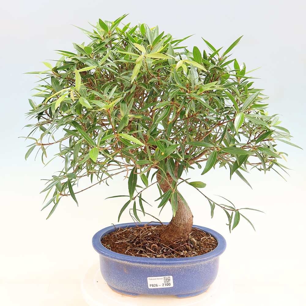 Szobai bonsai - Ficus nerifolia - kislevelű fikusz