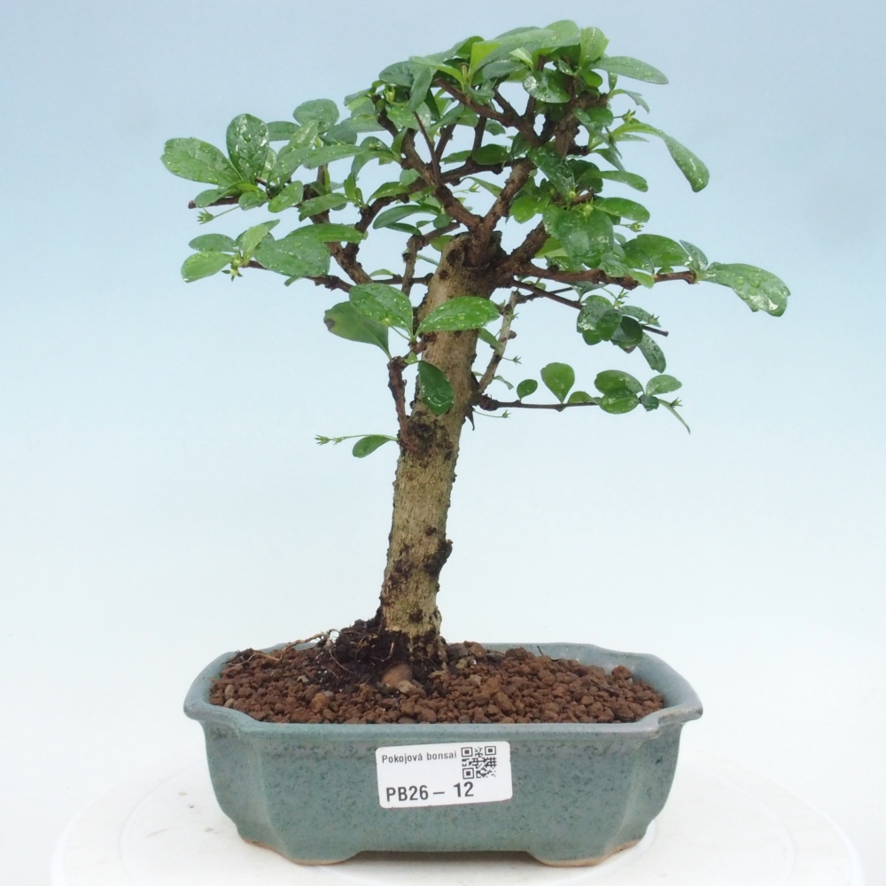 Szobai bonsai - Carmona macrophylla - Tea fuki