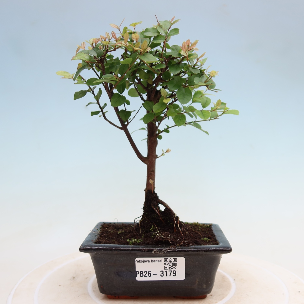 Szobai bonsai - Sageretia thea - Sageretia thea