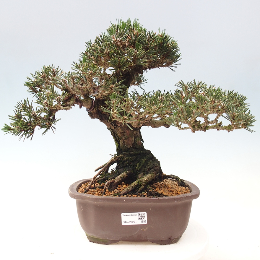 Kültéri bonsai - Pinus thunbergii Kotobuki - Thunberg fenyő