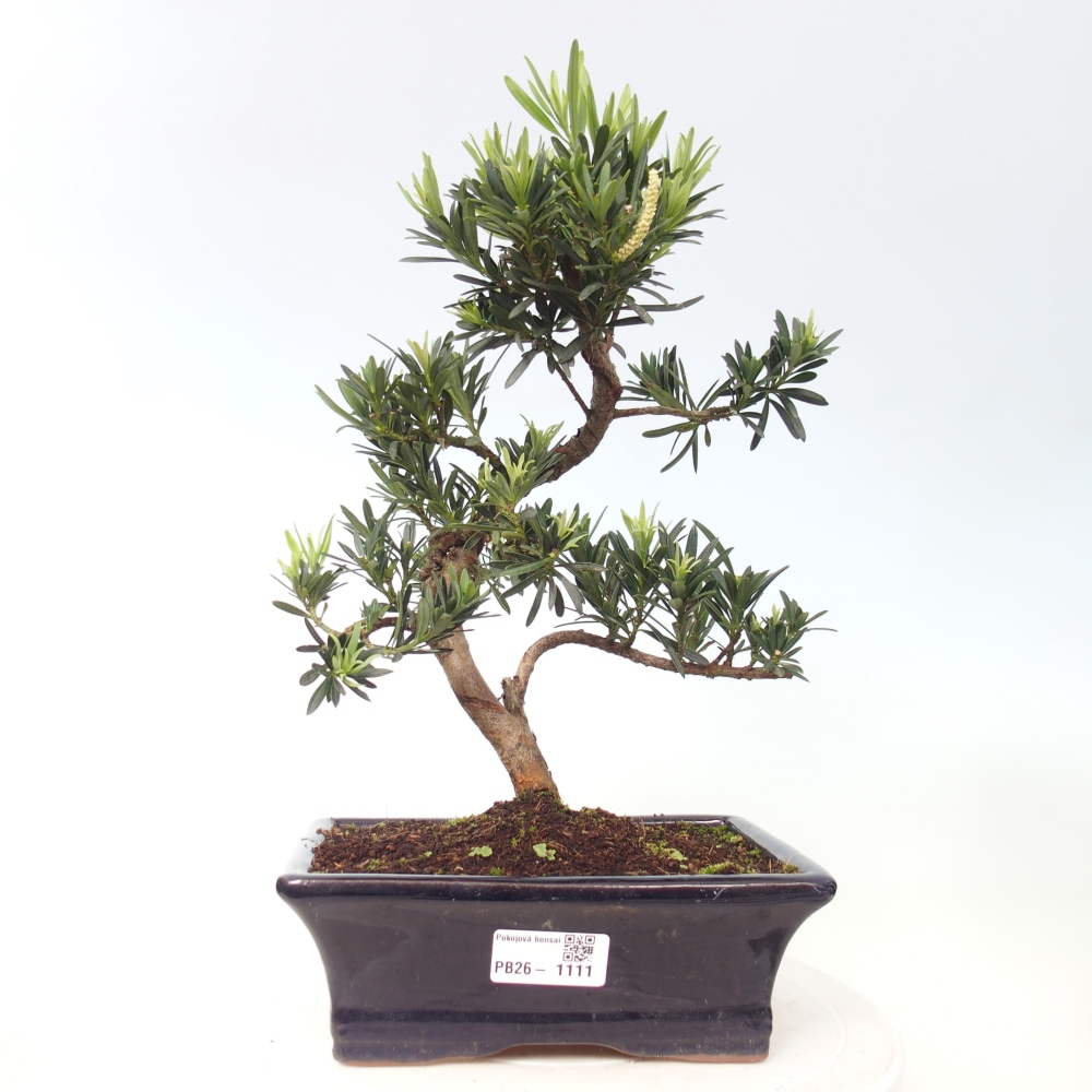 Szobai bonsai - Podocarpus - Kőtiszafa