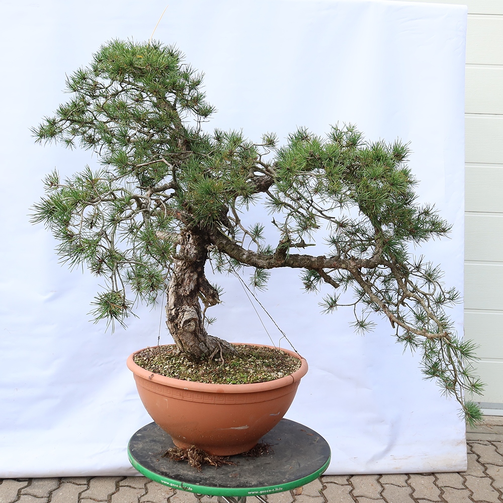 Pinus sylvestris Spanyolország – erdei fenyő