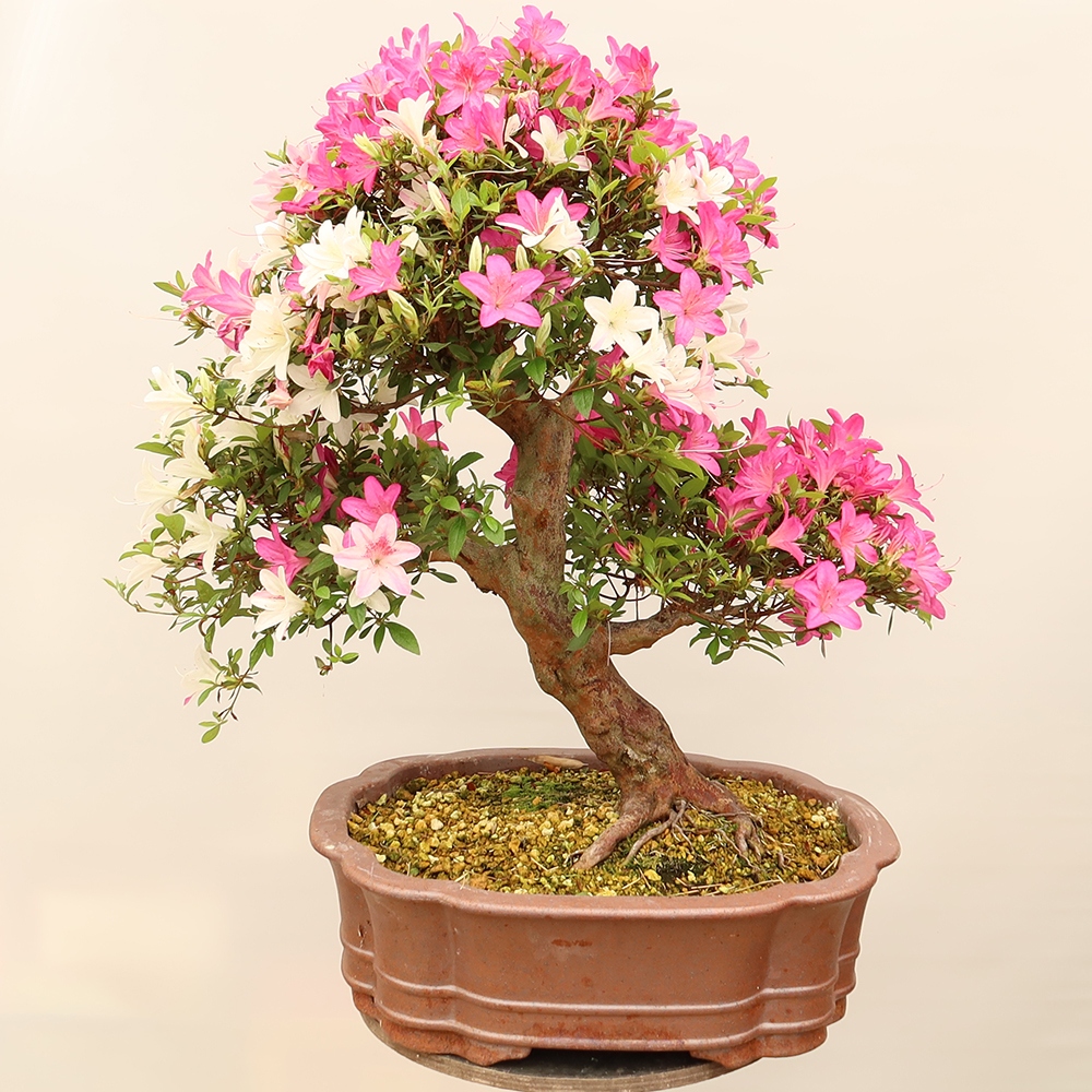 Kültéri bonsai - Japán azálea - Azalea Miyabihime