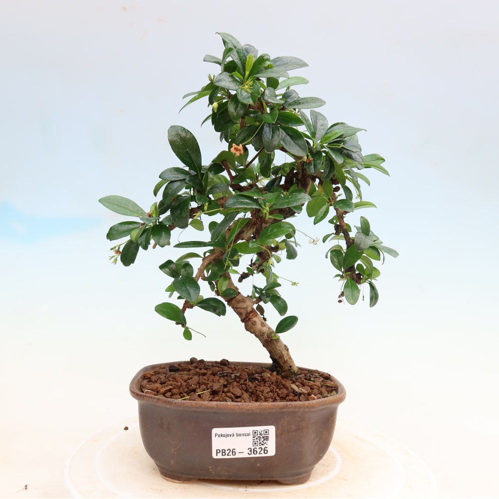 Szobai bonsai - Carmona macrophylla - Tea fuki