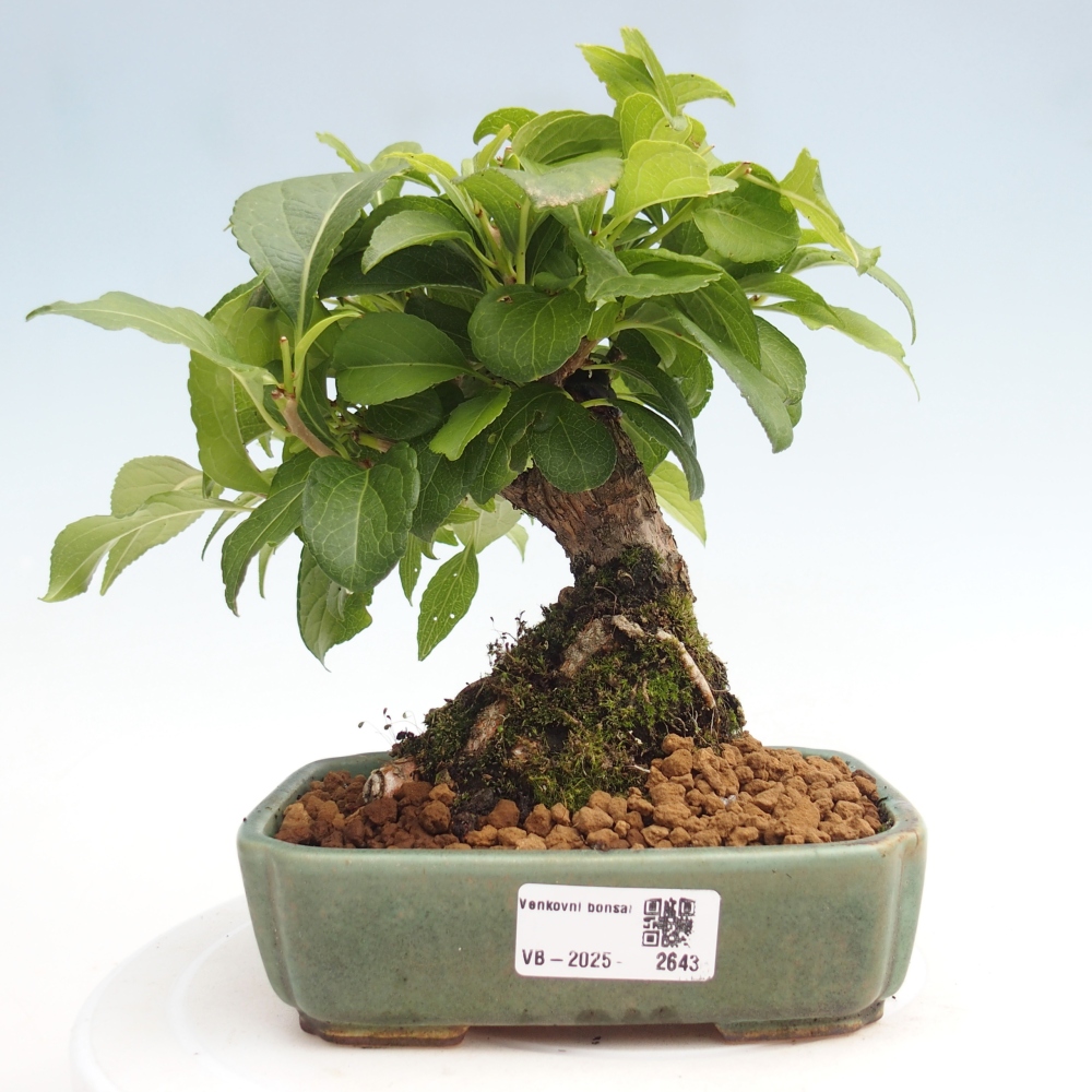 Kültéri bonsai - Celastrus orbiculatus
