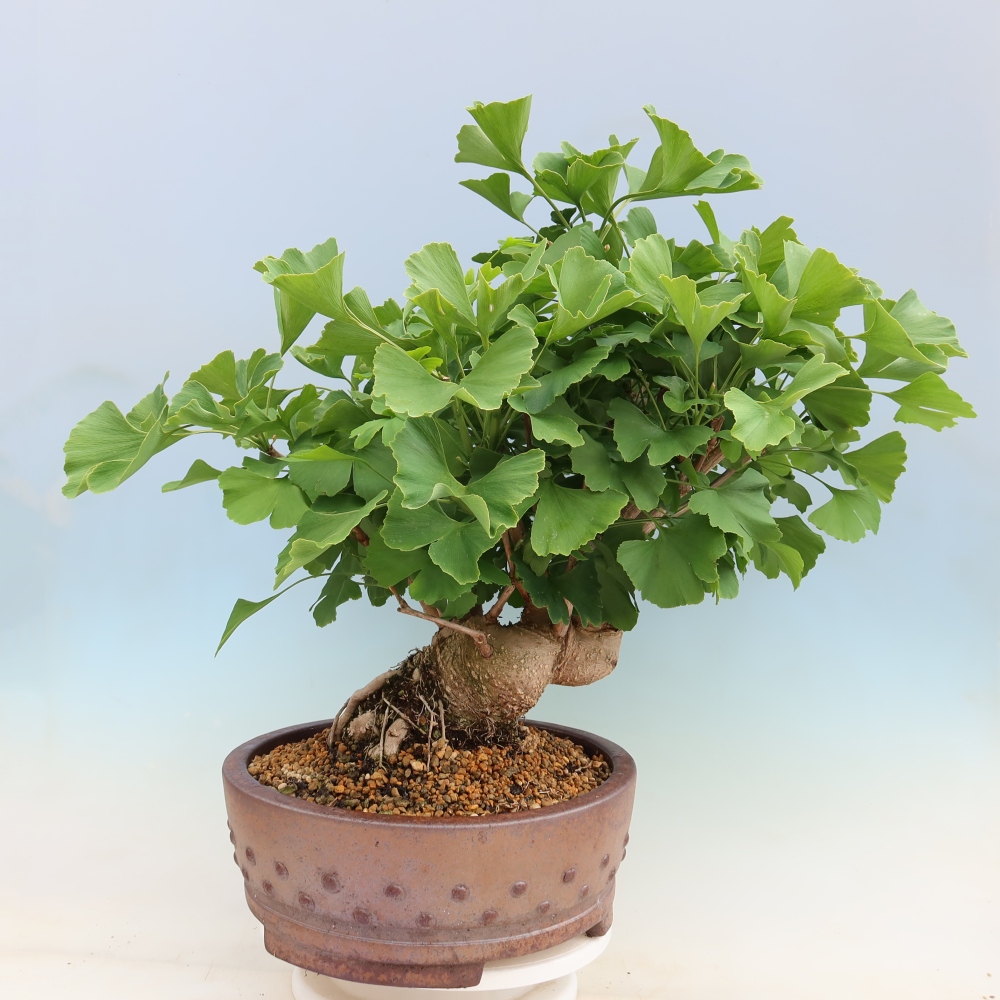 Kültéri bonsai - Ginkgo biloba - Ginkgo biloba
