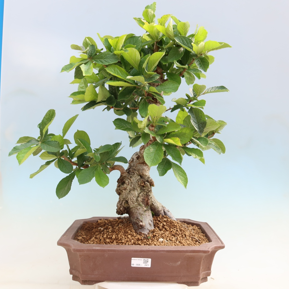 Kültéri bonsai - Photinia villosa