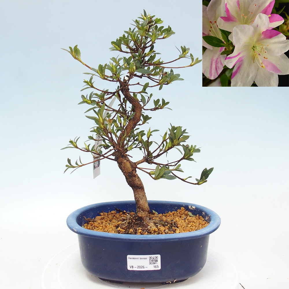 Kültéri bonsai - Japán azálea - Azálea kéz