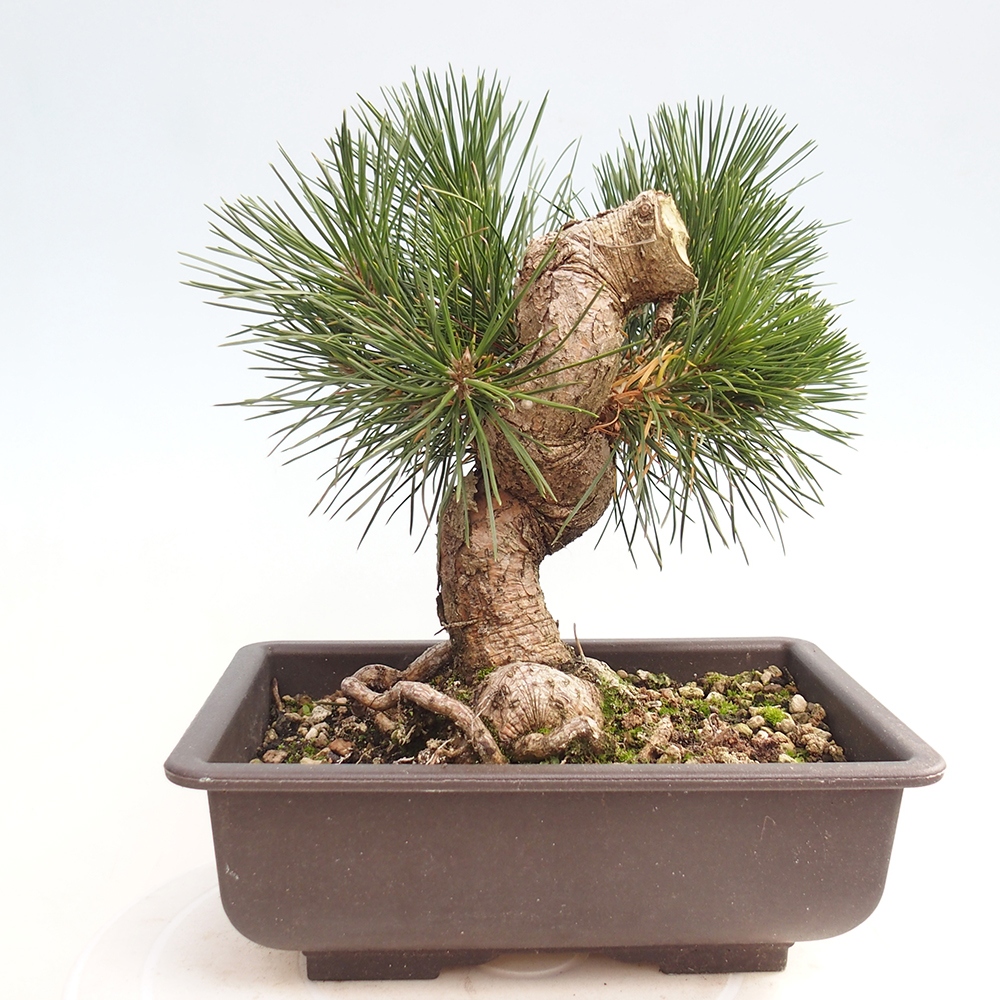 Kültéri bonsai - Pinus thunbergii - Thunberg fenyő