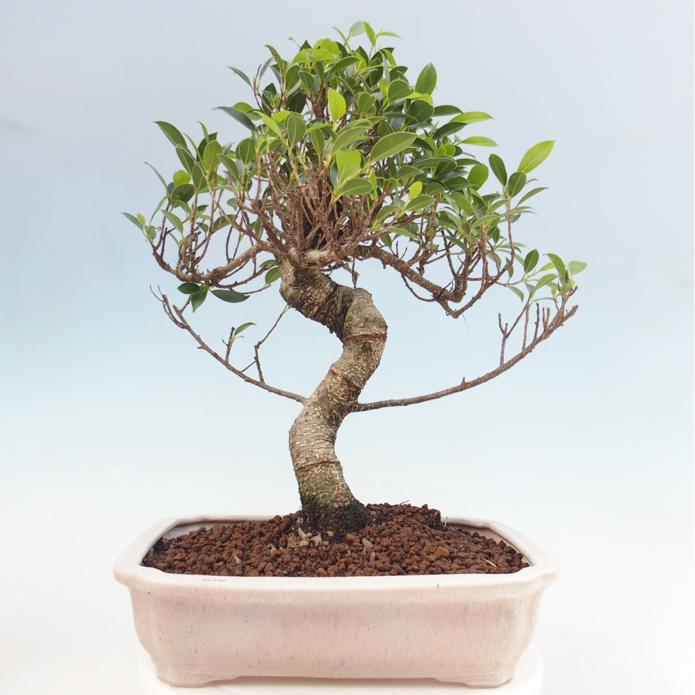 Szobai bonsai - Ficus kimmen - kislevelű fikusz