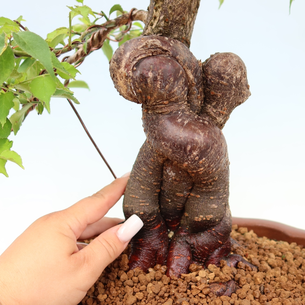 Kültéri bonsai – Japán barack – Prunus Mume