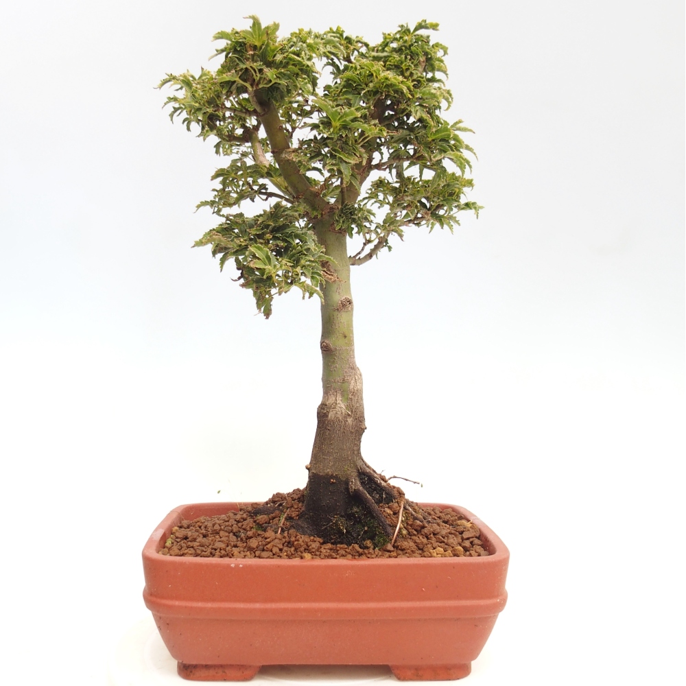 Kültéri bonsai -Javor pálma Acer palmatum Shishigashira