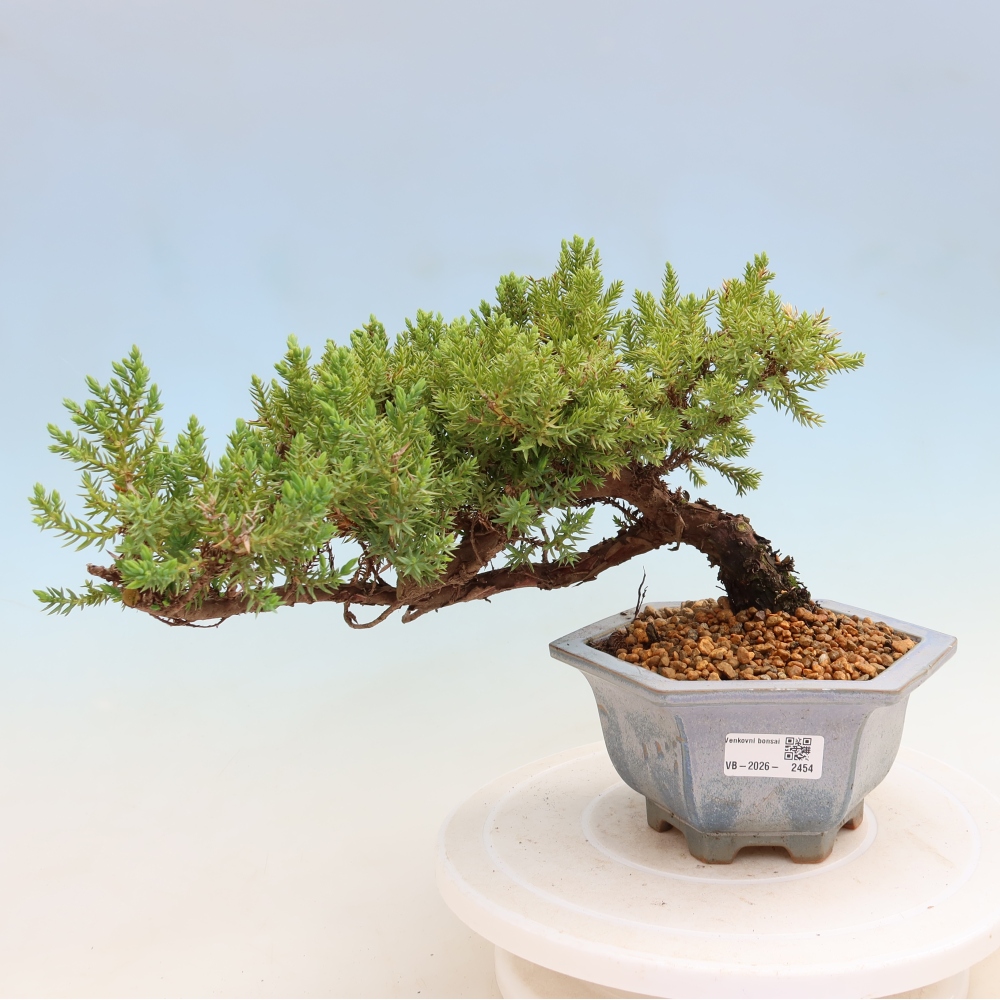 Kültéri bonsai - Juniperus procumbens - Juniperus procumbens