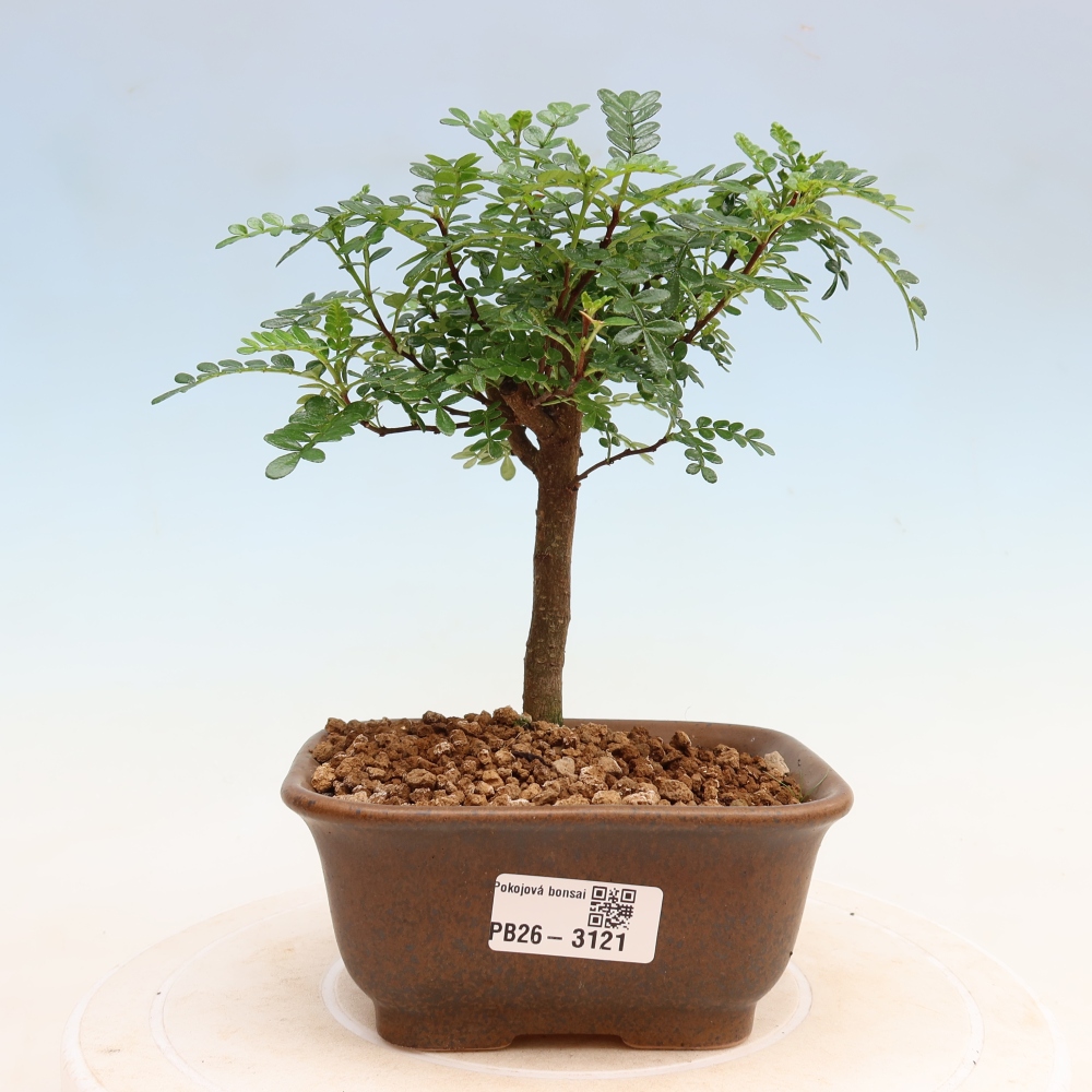 Szobai bonsai - Zantoxylum piperitum - borsfa
