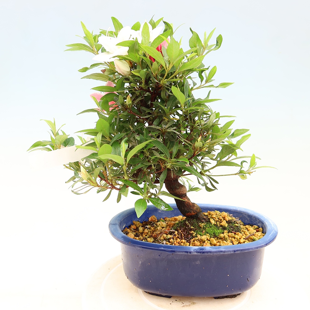 Kültéri bonsai - japán azálea - Azálea CHIHIRO